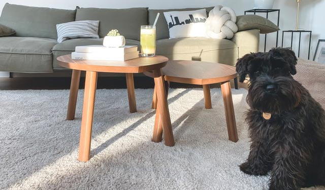 Dog on a carpet